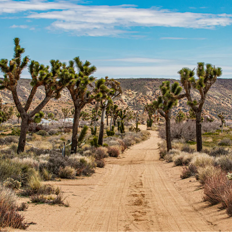 Explore Joshua Tree National Park, just a twenty-minute drive away