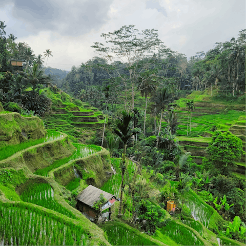 Explore the majestic landscape of Ubud – a short drive away