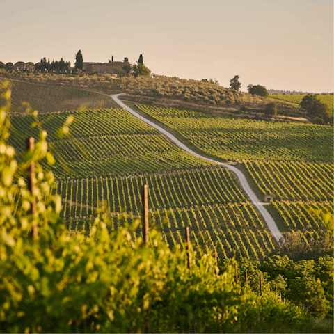 Cross the border into Tuscany and spend the day touring the region's famous vineyards