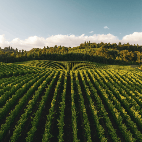 Go wine tasting  –⁠ the award-winning Kendall-Jackson estate is just a forty-minute drive away