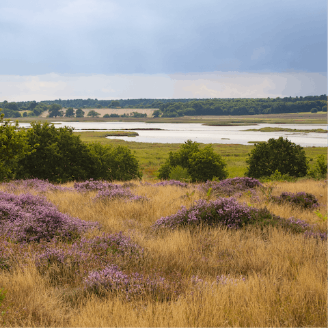 Explore Suffolk's unique heathlands, an area of outstanding natural beauty and biodiversity