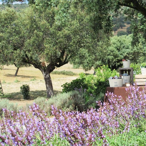 Explore the nature and surrounding lavender fields 