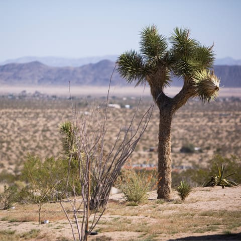 Drive to Joshua Tree National Park in less than fifteen minutes
