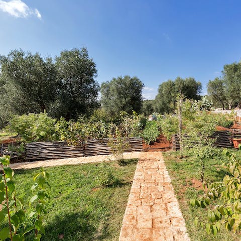 Pick a selection of produce from the fruit and vegetable garden