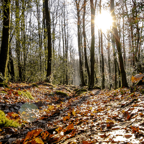 Take a stroll through the Liffre woodlands, or try mushroom picking in the autumn