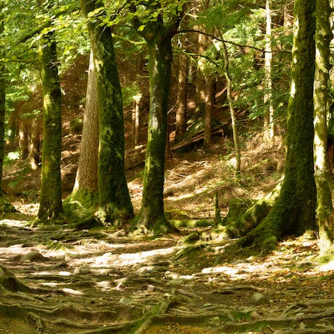 Embark on a woodland walk in the surrounding Hatfield Forest
