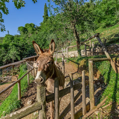 Get to know the borgo's locals at the donkey paddocks