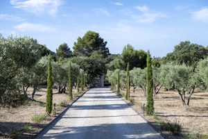Olive Grove Serene image 15