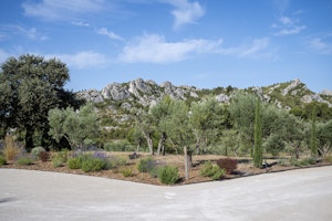 Olive Grove Serene image 14