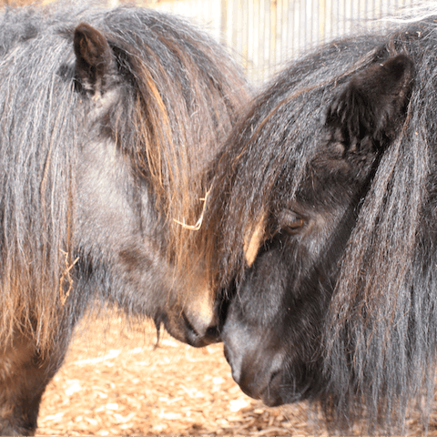 Say hello to your host's two Shetland ponies, Nellie and Maggie