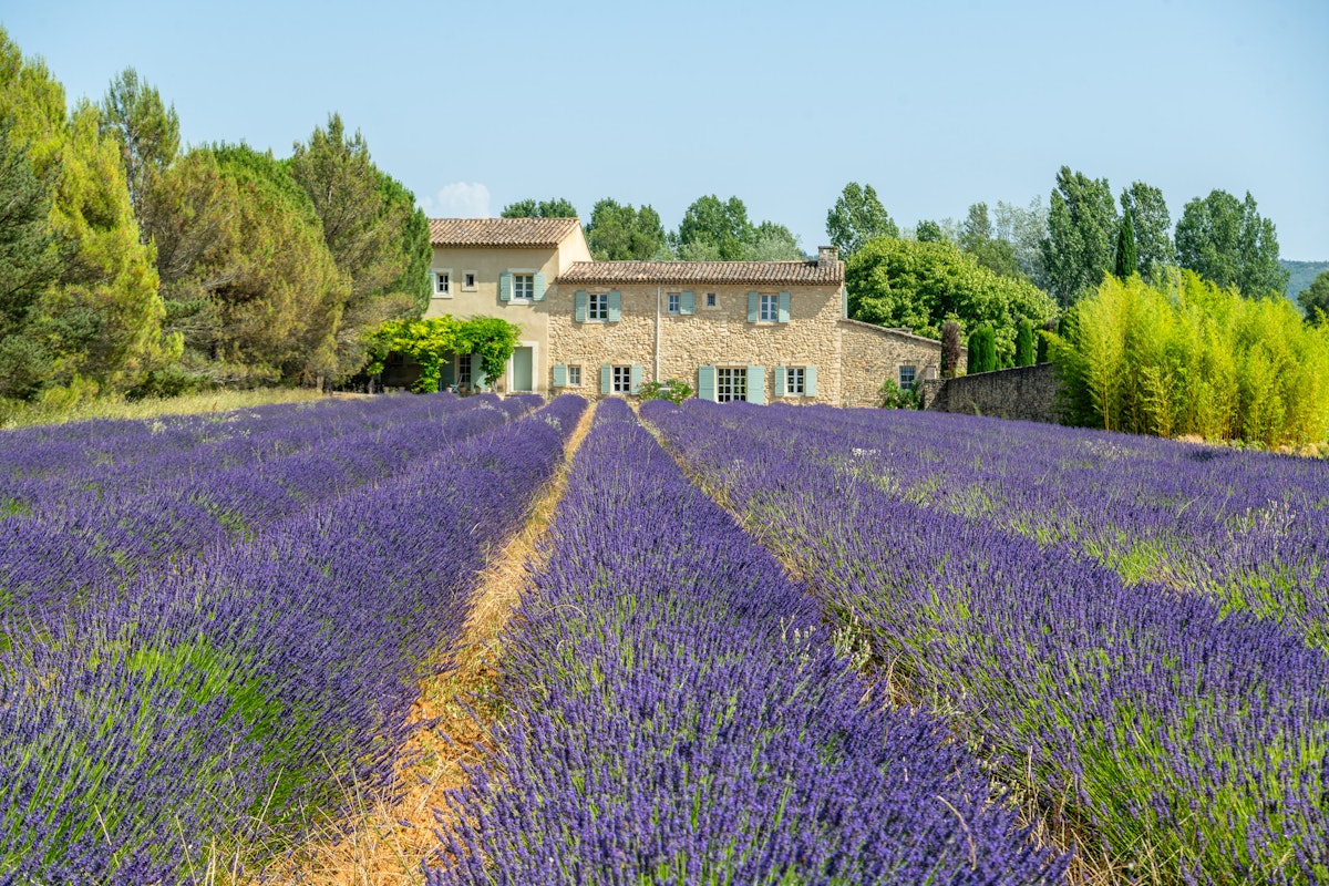 The Lavender Shadow, Provence-Alpes-Côte d'Azur