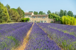 The Lavender Shadow image 1