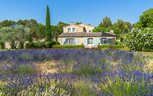 The Lavender Shadow image 13