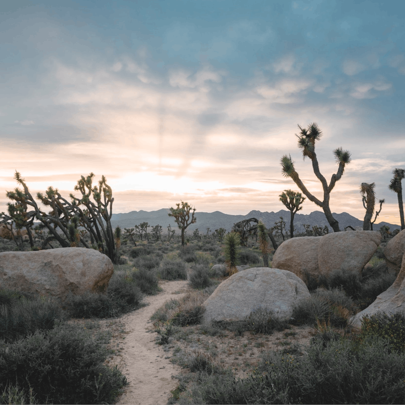 Blaze a trail to the Joshua Tree National Park, just a short drive away
