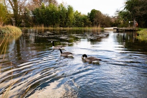 A Dorset Dream image 2