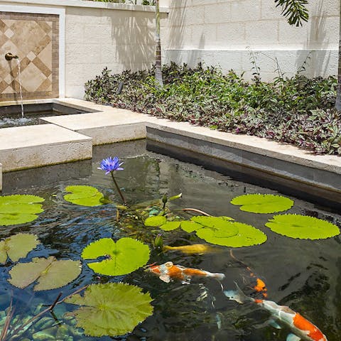 Practise some mindfulness with the tranquil koi pond