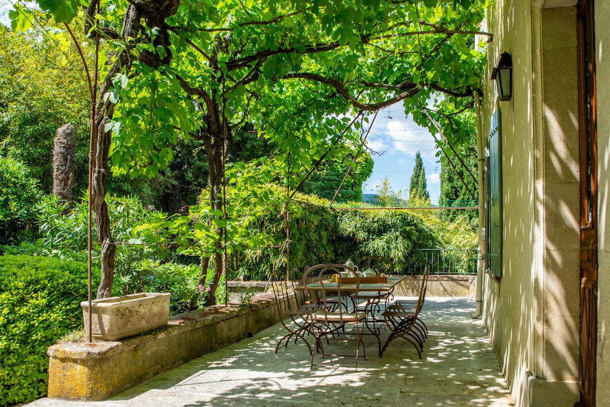 Sunlight on Leaves, Provence-Alpes-Côte d'Azur