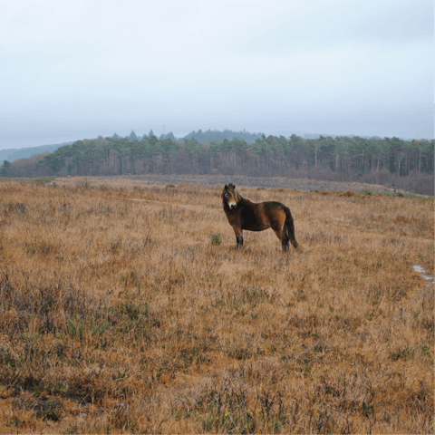 Pull on your hiking boots to explore Exmoor National Park