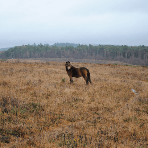 Explore Exmoor's many footpaths and meet the wild ponies