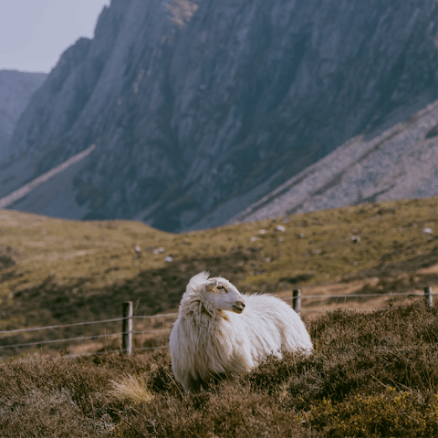 Admire the beautiful wildlife in Cadair Idris