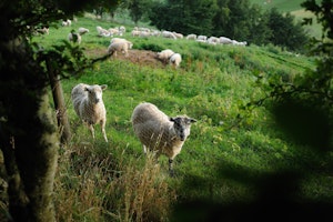 Shepherd's Watch image 15