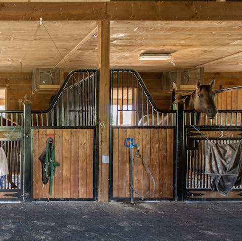 Visit the horses down in the stables