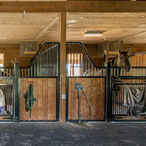 Visit the horses down in the stables