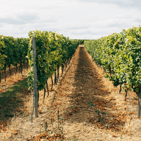 Visit North Folk's local wineries, with over forty vineyards just minutes away 