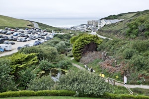 Grey Seal image 8