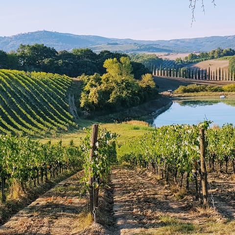 Go wine tasting at one of the iconic Tuscan vineyards