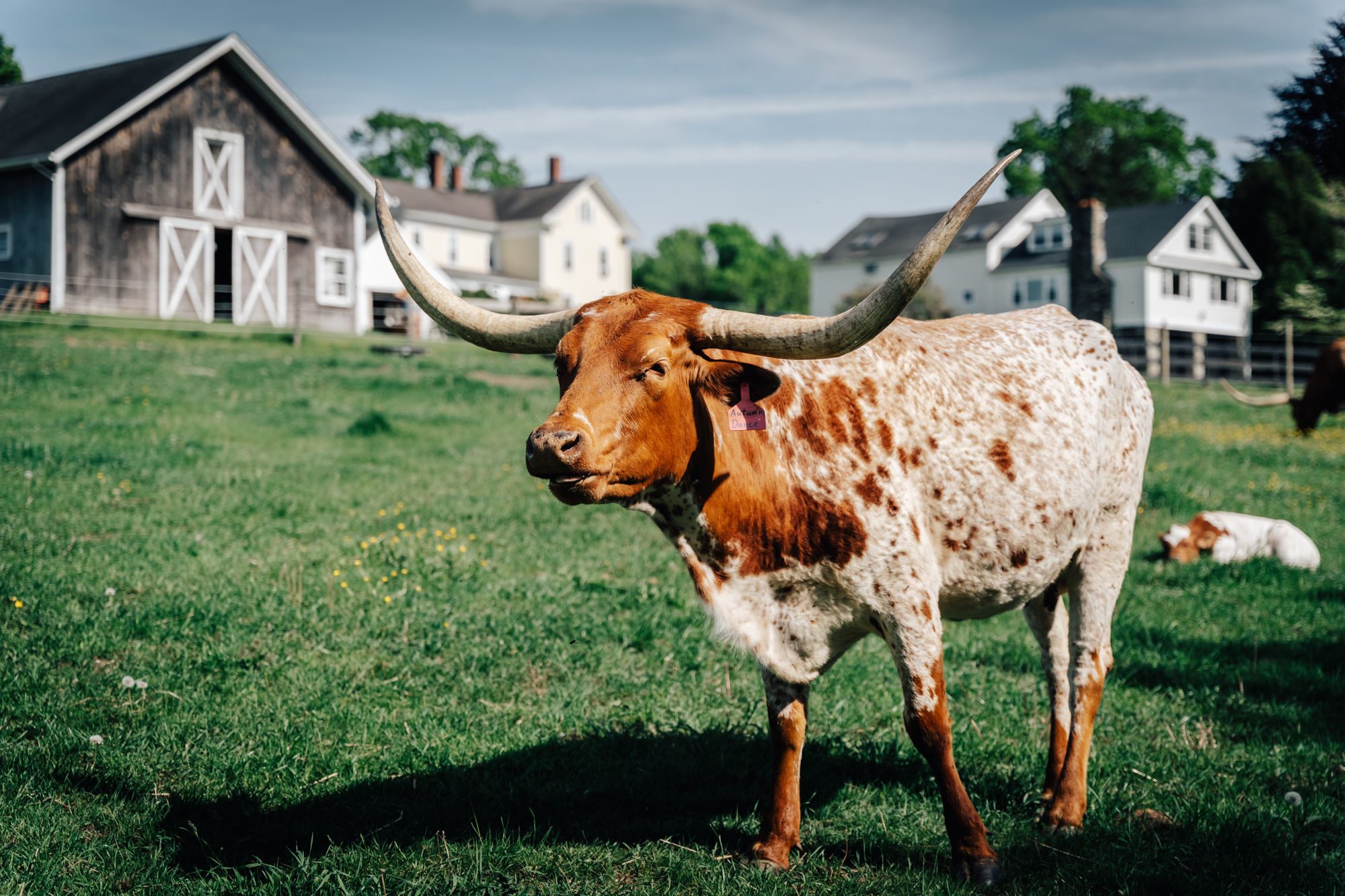 Mystic Countryside Farm