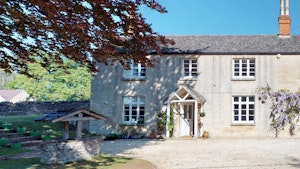 Beneath the Beech Tree image 1
