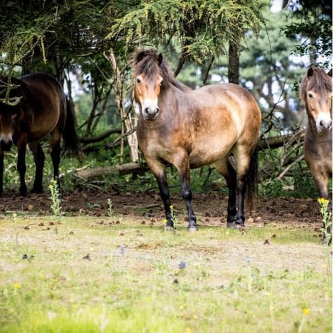 Explore the 400-acre nature reserve a three-minute drive away, and discover wild Exmoor ponies on the way 