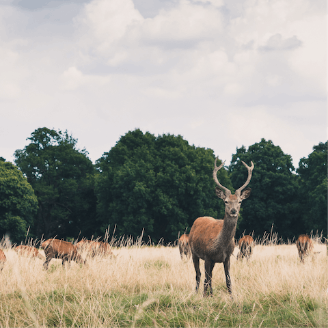 Enjoy leisurely strolls in nature or ride laps of nearby Richmond Park
