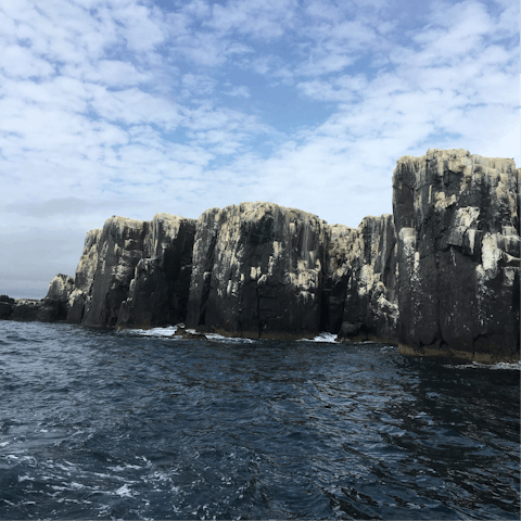 Take a boat trip to the Farne Islands and enjoy a day filled with wonderful wildlife