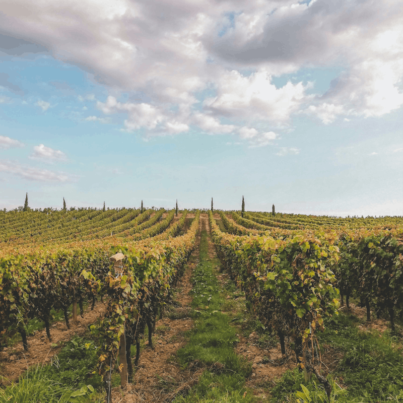Visit the vineyards of beautiful Bordeaux, a world capital of wine