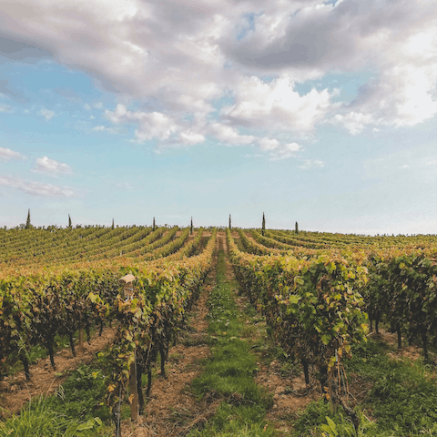 Visit the vineyards of beautiful Bordeaux, a world capital of wine