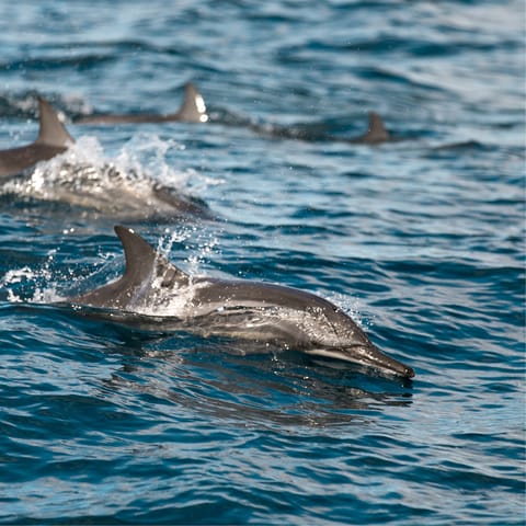 Book a boat trip to spot pods of dolphins, Devon’s coast is just a short drive away