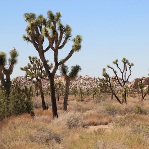 Find inner peace with a hike through Joshua Tree National Park, a twenty-minute drive away