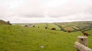 Clotted Cream image 7