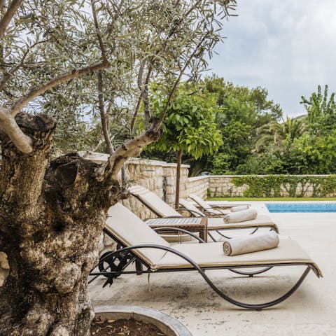 Laze on loungers in the sun surrounded by ancient olive trees