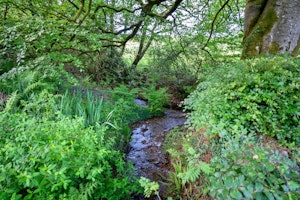 Woodland Willow image 2