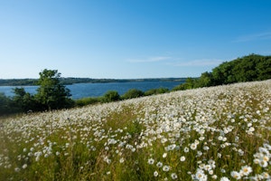 A Devon Star image 6