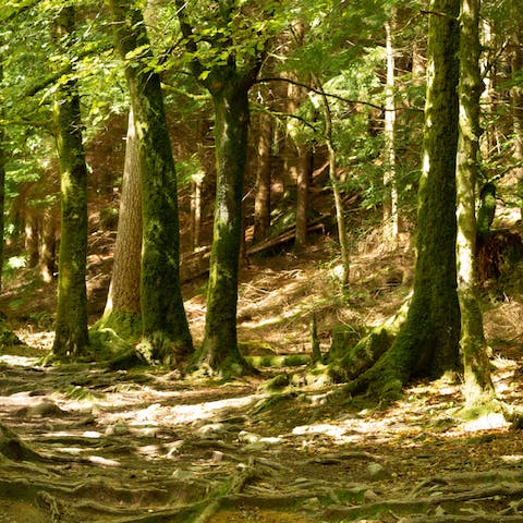 Go for an invigorating stroll around Gordon Community Woodland, only six minutes' drive away