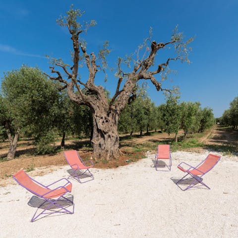 Admire blue skies and olive groves while relaxing in the shared grounds