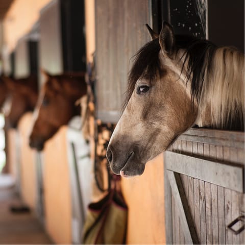 Meet the horses at your host's nearby riding stables