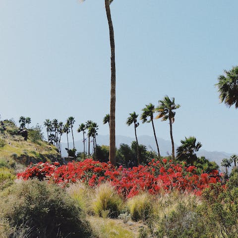 Take a scenic four-minute drive to Downtown Palm Springs