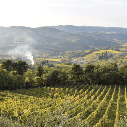 Arrange a wine-tasting at a local vineyard