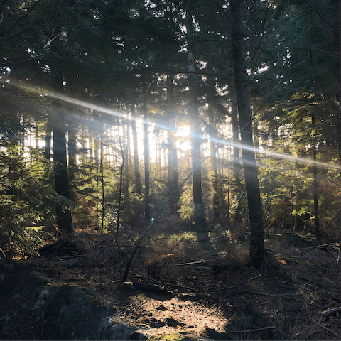 Explore the verdant woodland that surrounds the barn