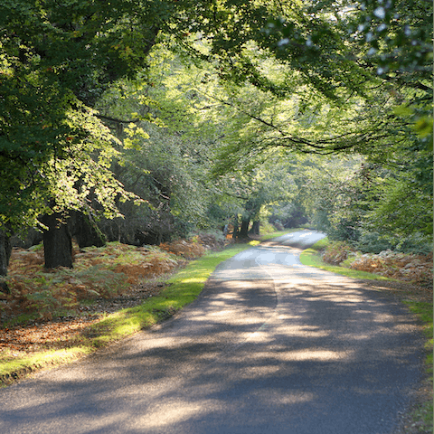 Explore the glorious New Forest
